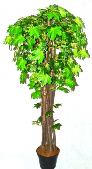 Клен зеленый Тави (арт. 16999)